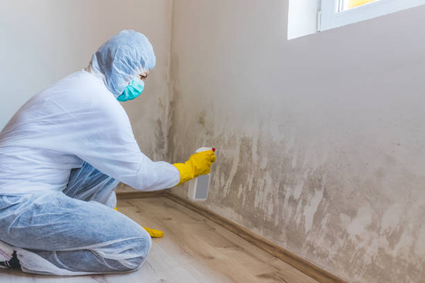 Licensed Mold Remediation service in Todd, PA - WQB Mold Removal